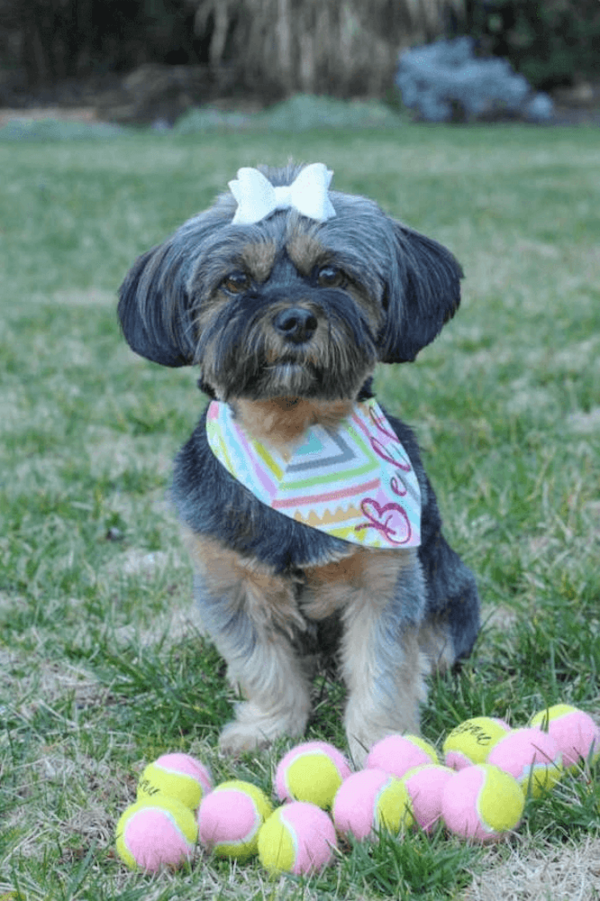 Mini Tennis Balls for Small Dogs - Pack of 12 - Image 10