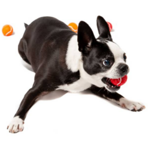 Mini Tennis Balls for Small Dogs - Pack of 12