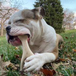 BetterBone Dog Chews
