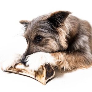 Bison Marrow Bones for Dogs